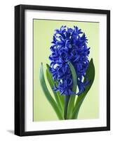 Blue Star hyacinth-Clive Nichols-Framed Photographic Print