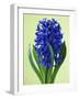 Blue Star hyacinth-Clive Nichols-Framed Photographic Print