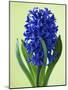 Blue Star hyacinth-Clive Nichols-Mounted Photographic Print