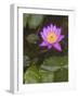 Blue Star Water Lily (Blue Lotus Flower) (Nymphaea Stellata), National Flower of Sri Lanka, Asia-Peter Barritt-Framed Photographic Print