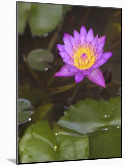 Blue Star Water Lily (Blue Lotus Flower) (Nymphaea Stellata), National Flower of Sri Lanka, Asia-Peter Barritt-Mounted Photographic Print