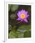 Blue Star Water Lily (Blue Lotus Flower) (Nymphaea Stellata), National Flower of Sri Lanka, Asia-Peter Barritt-Framed Photographic Print