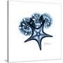 Blue Starfish 1-Albert Koetsier-Stretched Canvas