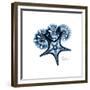 Blue Starfish 1-Albert Koetsier-Framed Premium Giclee Print