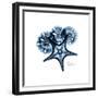 Blue Starfish 1-Albert Koetsier-Framed Premium Giclee Print