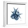 Blue Starfish 2-Albert Koetsier-Framed Premium Giclee Print