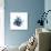 Blue Starfish 2-Albert Koetsier-Premium Giclee Print displayed on a wall