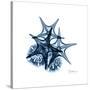 Blue Starfish 2-Albert Koetsier-Stretched Canvas