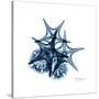 Blue Starfish 2-Albert Koetsier-Stretched Canvas