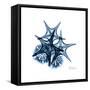 Blue Starfish 2-Albert Koetsier-Framed Stretched Canvas