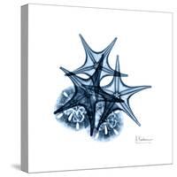 Blue Starfish 2-Albert Koetsier-Stretched Canvas