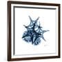 Blue Starfish 2-Albert Koetsier-Framed Premium Giclee Print