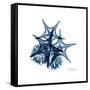 Blue Starfish 2-Albert Koetsier-Framed Stretched Canvas