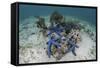 Blue Starfish Cling to a Coral Bommie in Indonesia-Stocktrek Images-Framed Stretched Canvas