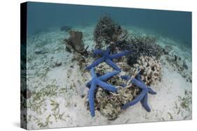 Blue Starfish Cling to a Coral Bommie in Indonesia-Stocktrek Images-Stretched Canvas