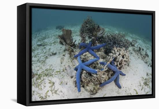 Blue Starfish Cling to a Coral Bommie in Indonesia-Stocktrek Images-Framed Stretched Canvas