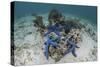 Blue Starfish Cling to a Coral Bommie in Indonesia-Stocktrek Images-Stretched Canvas