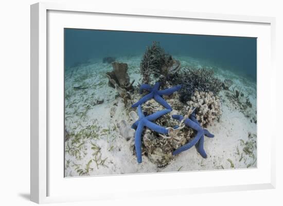 Blue Starfish Cling to a Coral Bommie in Indonesia-Stocktrek Images-Framed Photographic Print