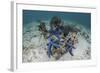 Blue Starfish Cling to a Coral Bommie in Indonesia-Stocktrek Images-Framed Photographic Print