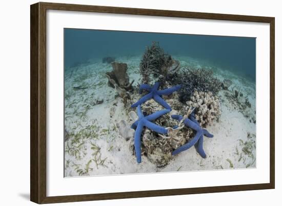 Blue Starfish Cling to a Coral Bommie in Indonesia-Stocktrek Images-Framed Photographic Print