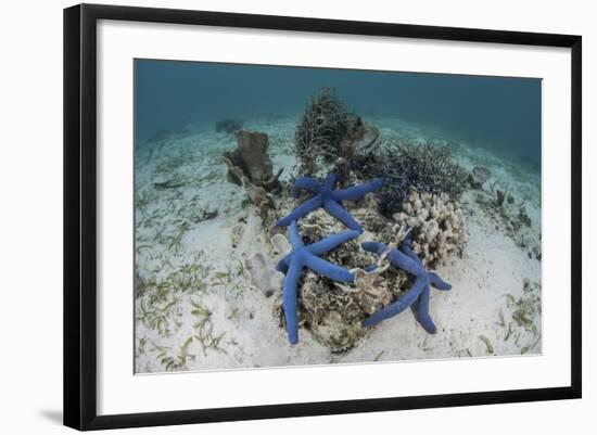 Blue Starfish Cling to a Coral Bommie in Indonesia-Stocktrek Images-Framed Photographic Print