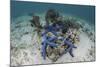 Blue Starfish Cling to a Coral Bommie in Indonesia-Stocktrek Images-Mounted Photographic Print
