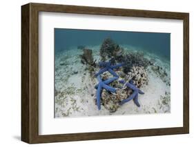 Blue Starfish Cling to a Coral Bommie in Indonesia-Stocktrek Images-Framed Photographic Print