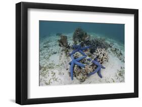 Blue Starfish Cling to a Coral Bommie in Indonesia-Stocktrek Images-Framed Photographic Print