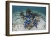 Blue Starfish Cling to a Coral Bommie in Indonesia-Stocktrek Images-Framed Photographic Print