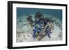 Blue Starfish Cling to a Coral Bommie in Indonesia-Stocktrek Images-Framed Photographic Print