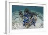 Blue Starfish Cling to a Coral Bommie in Indonesia-Stocktrek Images-Framed Photographic Print