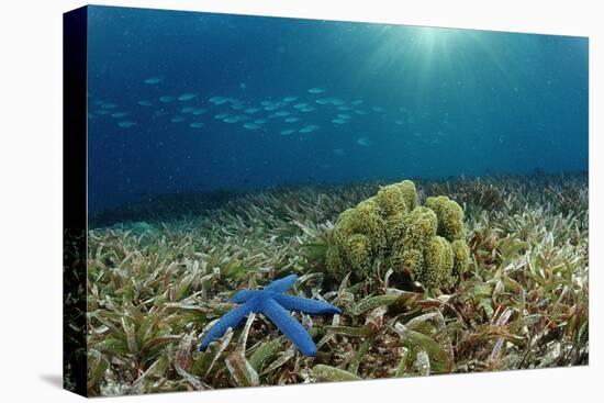 Blue Starfish (Linckia), Corals, and Sea Grass, Indonesia, Sulawesi, Indian Ocean.-Reinhard Dirscherl-Stretched Canvas