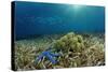 Blue Starfish (Linckia), Corals, and Sea Grass, Indonesia, Sulawesi, Indian Ocean.-Reinhard Dirscherl-Stretched Canvas
