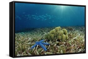 Blue Starfish (Linckia), Corals, and Sea Grass, Indonesia, Sulawesi, Indian Ocean.-Reinhard Dirscherl-Framed Stretched Canvas