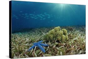 Blue Starfish (Linckia), Corals, and Sea Grass, Indonesia, Sulawesi, Indian Ocean.-Reinhard Dirscherl-Stretched Canvas