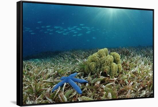 Blue Starfish (Linckia), Corals, and Sea Grass, Indonesia, Sulawesi, Indian Ocean.-Reinhard Dirscherl-Framed Stretched Canvas