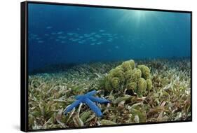 Blue Starfish (Linckia), Corals, and Sea Grass, Indonesia, Sulawesi, Indian Ocean.-Reinhard Dirscherl-Framed Stretched Canvas