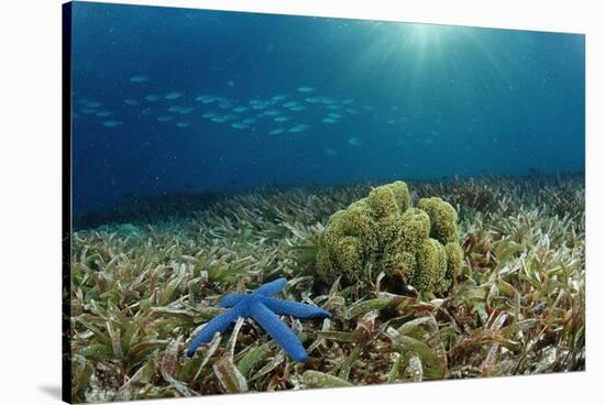 Blue Starfish (Linckia), Corals, and Sea Grass, Indonesia, Sulawesi, Indian Ocean.-Reinhard Dirscherl-Stretched Canvas