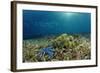 Blue Starfish (Linckia), Corals, and Sea Grass, Indonesia, Sulawesi, Indian Ocean.-Reinhard Dirscherl-Framed Photographic Print