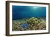 Blue Starfish (Linckia), Corals, and Sea Grass, Indonesia, Sulawesi, Indian Ocean.-Reinhard Dirscherl-Framed Photographic Print