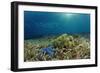 Blue Starfish (Linckia), Corals, and Sea Grass, Indonesia, Sulawesi, Indian Ocean.-Reinhard Dirscherl-Framed Photographic Print