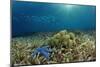 Blue Starfish (Linckia), Corals, and Sea Grass, Indonesia, Sulawesi, Indian Ocean.-Reinhard Dirscherl-Mounted Photographic Print