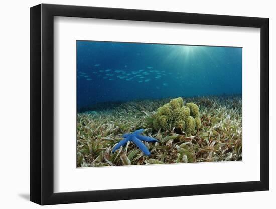 Blue Starfish (Linckia), Corals, and Sea Grass, Indonesia, Sulawesi, Indian Ocean.-Reinhard Dirscherl-Framed Photographic Print