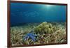 Blue Starfish (Linckia), Corals, and Sea Grass, Indonesia, Sulawesi, Indian Ocean.-Reinhard Dirscherl-Framed Photographic Print