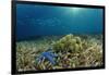 Blue Starfish (Linckia), Corals, and Sea Grass, Indonesia, Sulawesi, Indian Ocean.-Reinhard Dirscherl-Framed Photographic Print