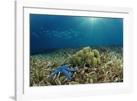 Blue Starfish (Linckia), Corals, and Sea Grass, Indonesia, Sulawesi, Indian Ocean.-Reinhard Dirscherl-Framed Photographic Print