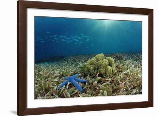 Blue Starfish (Linckia), Corals, and Sea Grass, Indonesia, Sulawesi, Indian Ocean.-Reinhard Dirscherl-Framed Photographic Print