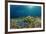 Blue Starfish (Linckia), Corals, and Sea Grass, Indonesia, Sulawesi, Indian Ocean.-Reinhard Dirscherl-Framed Photographic Print