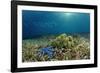 Blue Starfish (Linckia), Corals, and Sea Grass, Indonesia, Sulawesi, Indian Ocean.-Reinhard Dirscherl-Framed Photographic Print