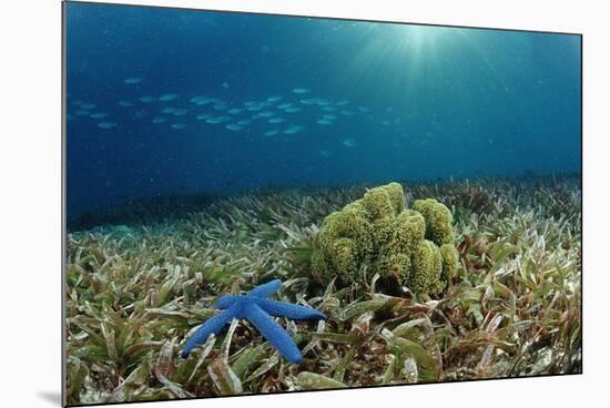 Blue Starfish (Linckia), Corals, and Sea Grass, Indonesia, Sulawesi, Indian Ocean.-Reinhard Dirscherl-Mounted Photographic Print
